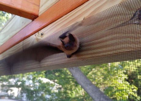 bat flight 2