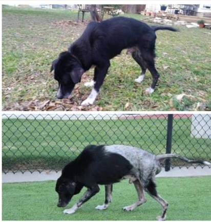 marshall before and after